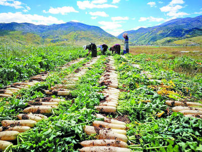 绿色田野奏丰歌--“十三五”期甘孜州农牧产业高质量发展纪实