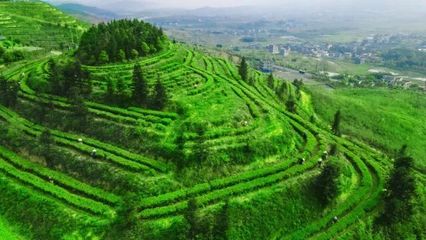 解密“花蜜香、甘鲜味”背后的科技力量 --湖南省农业科学院茶叶研究所助力湖南红茶产业提质增效